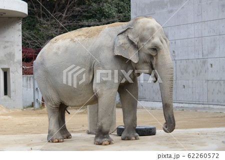 アジアゾウ　ゾウ　象 　岡崎東公園　岡崎市東公園　東公園 62260572