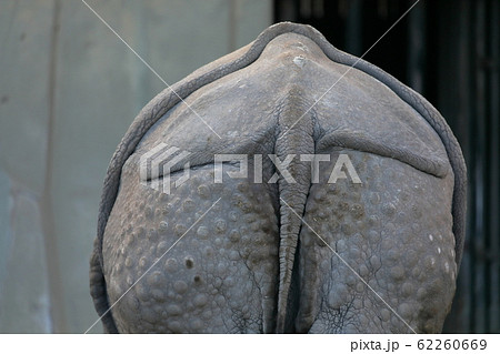 サイのお尻 インドサイ サイのお尻 インドサイ 62260669