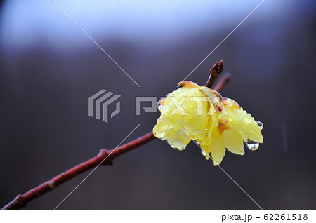 ろうばい　花一輪　　初春の頃　ロウバイ開花　 62261518