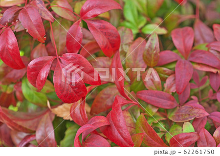 赤いオタフクナンテンの葉の写真素材