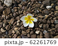 Plumeria flower on rock background.	 62261769