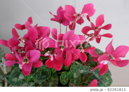 シクラメン 62261813