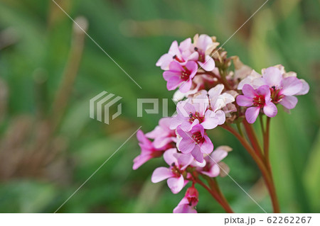 ピンクのヒマラヤユキノシタの花の写真素材