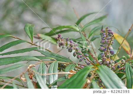ホソバヒイラギナンテンの実 62262393