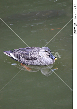 カモ アヒル カモ アヒル 62262713