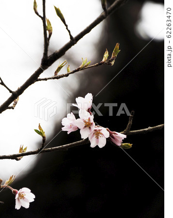 風景自然植物写真 八幡平の山桜 寒風にたえる山桜 風景自然植物写真 八幡平の山桜 寒風にたえる山桜 62263470