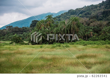 Juicy thick grass and nature in the valley of geysers, in the African jungle 62263541