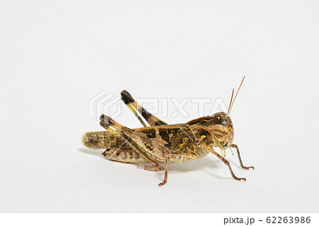 クルマバッタモドキ クルマバッタモドキ 62263986