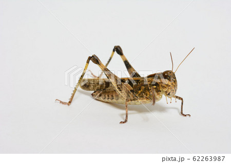 クルマバッタモドキ 62263987