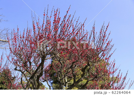 熊本 水前寺公園 梅の花、 熊本 水前寺公園 梅の花、 62264064