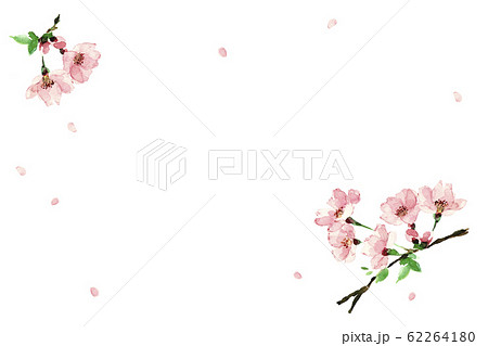 さくら ソメイヨシノ 花吹雪 水彩 カード 62264180