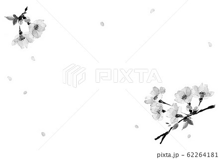 さくら ソメイヨシノ 花吹雪 水彩 水墨画風 モノトーンカードのイラスト素材