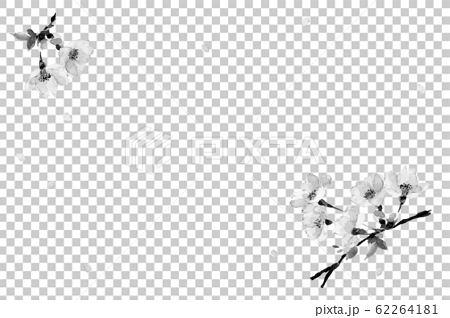 さくら ソメイヨシノ 花吹雪 水彩 水墨画風 モノトーンカードのイラスト素材