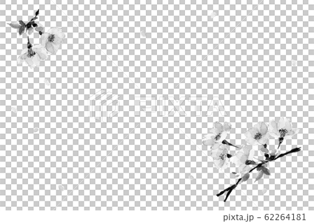 さくら ソメイヨシノ 花吹雪 水彩 水墨画風 モノトーンカードのイラスト素材