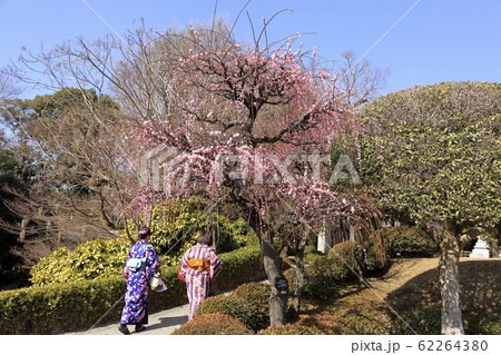熊本 水前寺公園 梅の花、 熊本 水前寺公園 梅の花、 62264380