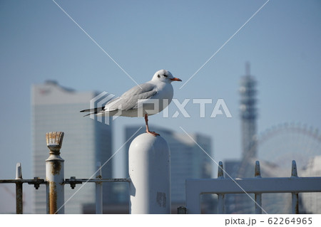 山下公園のユリカモメ 山下公園のユリカモメ 62264965