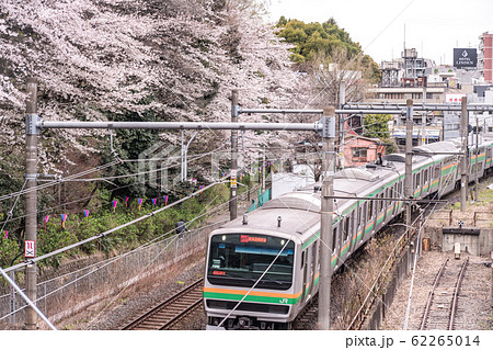 Sakura cherry blossom full bloom at Asukayama park, 飛島山, 櫻花 賞櫻, 春天 62265014