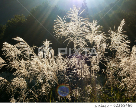 ススキの風景 62265466