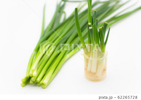 葱の栽培　再生野菜　キッチン菜園 62265728