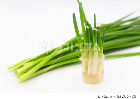 葱の栽培　再生野菜　キッチン菜園 62265729