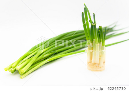 葱の栽培　再生野菜　キッチン菜園 62265730