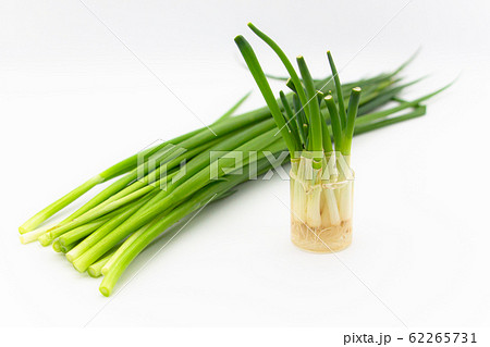 葱の栽培　再生野菜　キッチン菜園 62265731