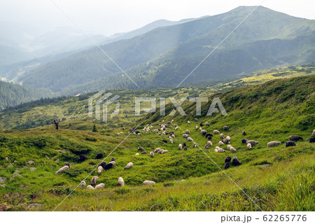 Sheep graze in the mountains. Traditional economy 62265776