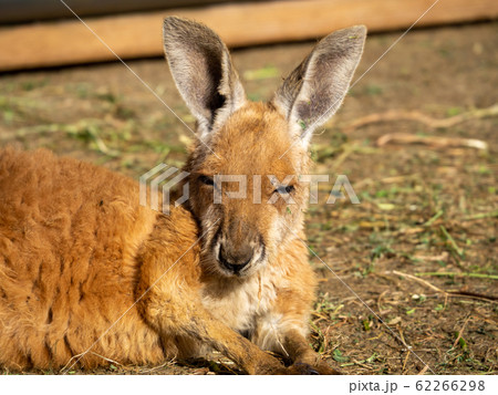 お昼寝中のカンガルー　寝ぼけまなこ 62266298