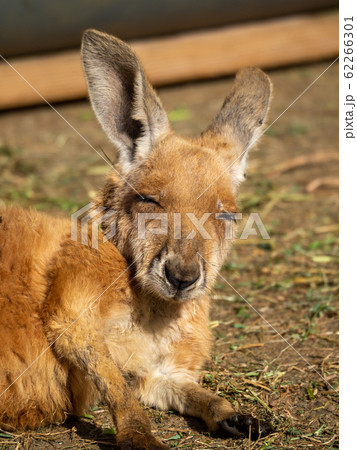 お昼寝中のカンガルー　寝ぼけまなこ 62266301