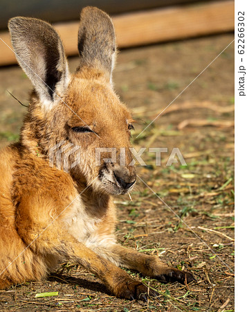 お昼寝中のカンガルー 寝ぼけまなこ お昼寝中のカンガルー 寝ぼけまなこ 62266302