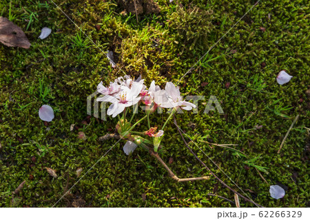 落ちても綺麗な桜 落ちても綺麗な桜 62266329
