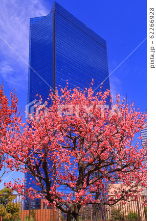 大阪城公園（大阪市　中央区）桃園に咲くキクモモ 62266928