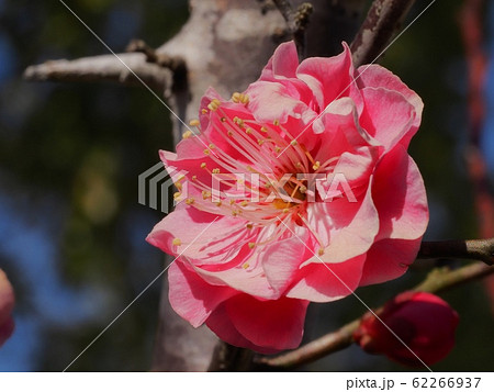 梅の花 紅梅 梅の花 紅梅 62266937
