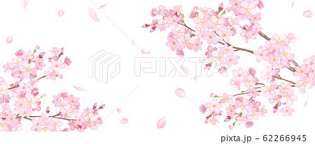 春の花 桜と散る花びらのアシンメトリー背景 水彩イラストのイラスト素材