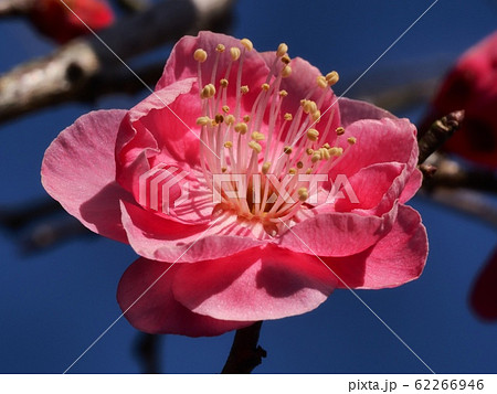 梅の花 紅梅 梅の花 紅梅 62266946
