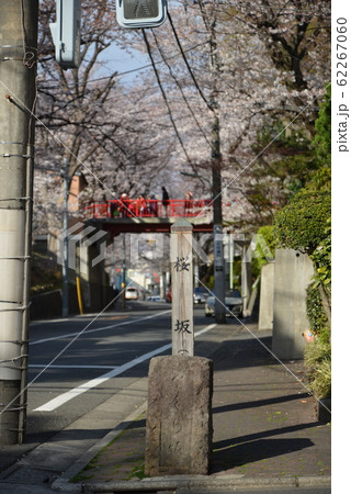 東京都大田区の桜坂 東京都大田区の桜坂 62267060