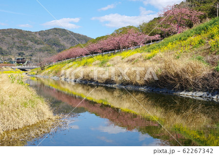 保田川の河津桜（千葉県鋸南町） 62267342