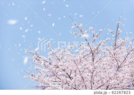 桜吹雪の写真素材