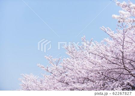 桜と青空 62267827