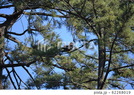 松の木にとまる鳶 62268019