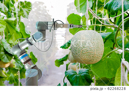Close-up smart robotic that installed an inside on melon greenhouse garden for assistant farmers harvest melon fruits, smart farm on farming 4.0 and smart AI concept. Close-up smart robotic that installed an inside on melon greenhouse garden for assistant farmers harvest melon fruits, smart farm on farming 4.0 and smart AI concept. 62268228