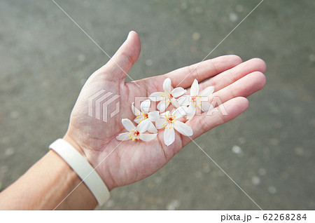 アブラギリ 花 フラワー 62268284