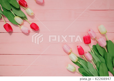 Beautiful tulips on pink background. 62268947