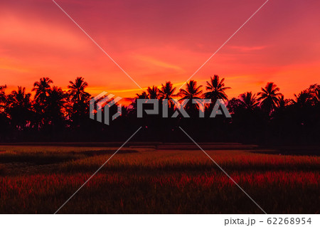 Rise terraces and coconut palms in Bali at bright sunrise or sunset 62268954