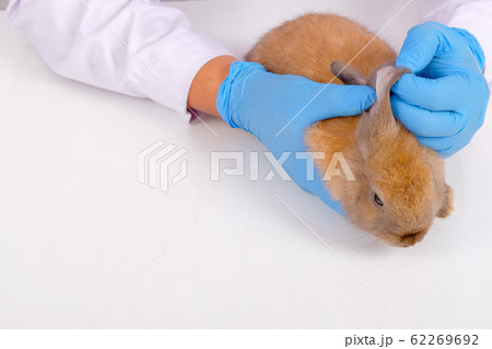 Veterinary hands with blue glove check or analysis little brown rabbit ear Veterinary hands with blue glove check or analysis little brown rabbit ear 62269692