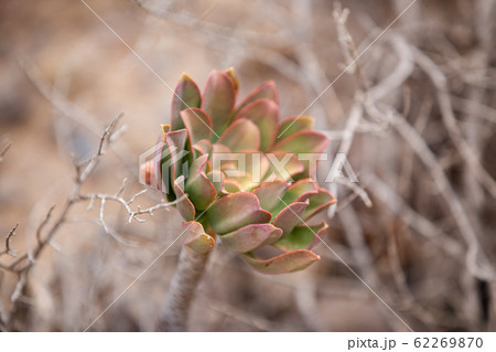 Close image of Aeonium - a succulent plant Close image of Aeonium - a succulent plant 62269870