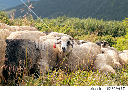 Sheep graze in the mountains. Traditional economy Highlanders 62269937