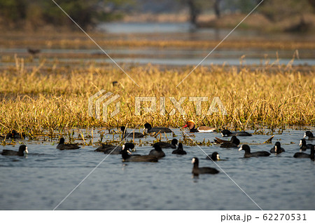 Red crested pochard in naturally colorful background of keoladeo. wildlife scenery frame at keoladeo national park or bird sanctuary, bharatpur, rajasthan, india - Netta rufina 62270531