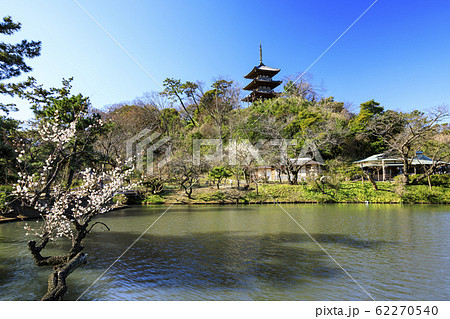 三渓園(梅) 三渓園(梅) 62270540