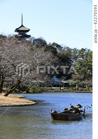 三渓園(梅) 三渓園(梅) 62270593